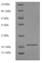 Greater than 90% as determined by SDS-PAGE.Recombinant Human Cmrf35-Like Molecule 1 (CD300LF) Protein (His)