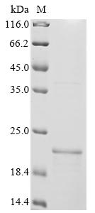 Greater than 85% as determined by SDS-PAGE.Recombinant Human G-Protein Coupled Bile Acid Receptor 1 (GPBAR1) Protein (His-KSI)