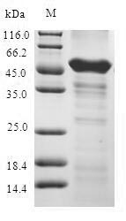 Greater than 90% as determined by SDS-PAGE.Recombinant Human 1-Acylglycerol-3-Phosphate O-Acyltransferase Abhd5 (ABHD5) Protein (His-SUMO)