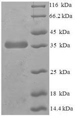 Greater than 90% as determined by SDS-PAGE.