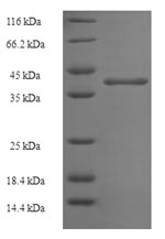 Greater than 90% as determined by SDS-PAGE.