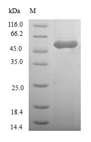 Greater than 90% as determined by SDS-PAGE.Recombinant Human Ras Association Domain-Containing Protein 5 (RASSF5) Protein (GST)