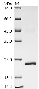 Greater than 90% as determined by SDS-PAGE.Recombinant Human Relaxin Receptor 2 (RXFP2) Protein (His&Myc)