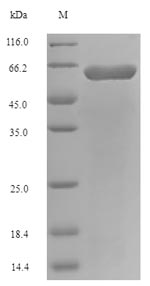 Greater than 90% as determined by SDS-PAGE.