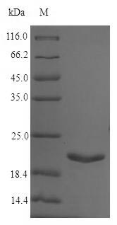 Greater than 90% as determined by SDS-PAGE.Recombinant Salmonella Typhi Universal Stress Protein A (USPA) Protein (His)