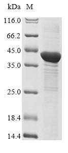 Greater than 85% as determined by SDS-PAGE.Recombinant Mouse Three-Prime Repair Exonuclease 1 (TREX1) Protein (His&Myc)
