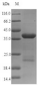 Greater than 90% as determined by SDS-PAGE.Recombinant Human Dystonin (DST) Protein (His-SUMO)