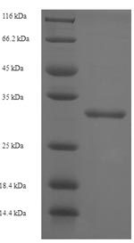Greater than 90% as determined by SDS-PAGE.