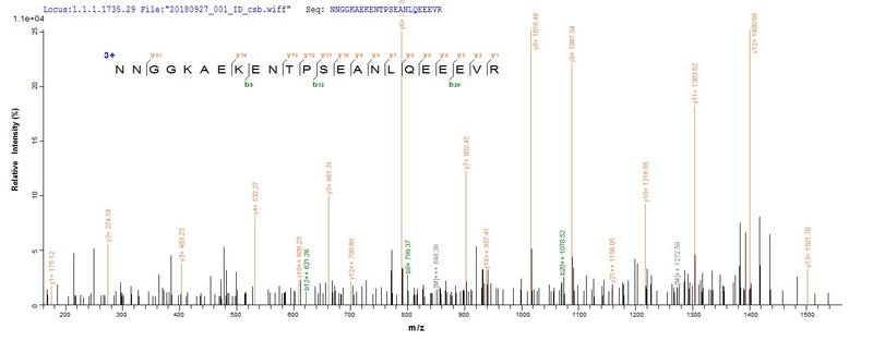 Based on the SEQUEST from database of E.coli host and target protein, the LC-MS/MS Analysis result of this product could indicate that this peptide derived from E.coli-expressed Homo sapiens (Human) RBPMS.Recombinant Human Rna-Binding Protein With Multiple Splicing (RBPMS) Protein (His&Myc)