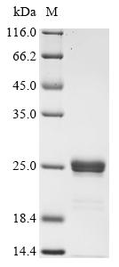 Greater than 90% as determined by SDS-PAGE.Recombinant E.Coli O157:H7 Major Curlin Subunit (CSGA) Protein (His-SUMO)