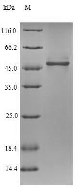 Greater than 90% as determined by SDS-PAGE.
