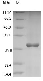 Greater than 90% as determined by SDS-PAGE.Recombinant Arabidopsis Thaliana 2-Cys Peroxiredoxin Bas1, Chloroplastic (BAS1) Protein (His&Myc)