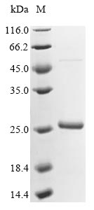 Greater than 85% as determined by SDS-PAGE.