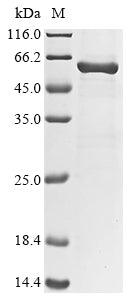 Greater than 85% as determined by SDS-PAGE.Recombinant Arabidopsis Thaliana Catalase-1 (CAT1) Protein (His&Myc)