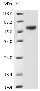 Greater than 85% as determined by SDS-PAGE.Recombinant Human Galactose-3-O-Sulfotransferase 3 (GAL3ST3) Protein (His&Myc)