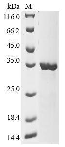 Greater than 85% as determined by SDS-PAGE.