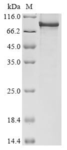 Greater than 85% as determined by SDS-PAGE.