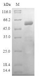 Greater than 90% as determined by SDS-PAGE.