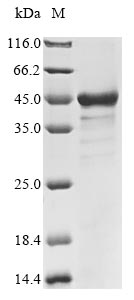 Greater than 85% as determined by SDS-PAGE.Recombinant Human Lymphokine-Activated Killer T-Cell-Originated Protein Kinase (PBK) Protein (His)