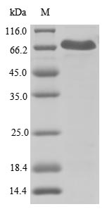 Greater than 90% as determined by SDS-PAGE.Recombinant Human Nacht, Lrr And Pyd Domains-Containing Protein 3 (NLRP3) Protein (His)