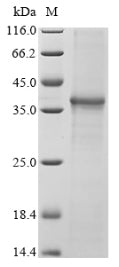 Greater than 85% as determined by SDS-PAGE.Recombinant Human Nacht, Lrr And Pyd Domains-Containing Protein 3 (NLRP3) Protein (His&Myc)