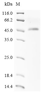 Greater than 85% as determined by SDS-PAGE.Recombinant Human Nacht, Lrr And Pyd Domains-Containing Protein 3 (NLRP3) Protein (His-SUMO)