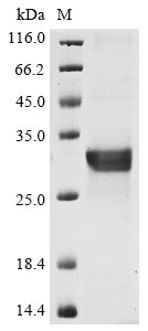 Greater than 90% as determined by SDS-PAGE.Recombinant Human Nacht, Lrr And Pyd Domains-Containing Protein 3 (NLRP3) Protein (His)