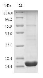 Greater than 90% as determined by SDS-PAGE.