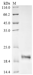 Greater than 90% as determined by SDS-PAGE.Recombinant Human Urocortin-2 (UCN2) Protein (His-SUMO)