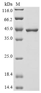Greater than 85% as determined by SDS-PAGE.Recombinant Dog Camp-Dependent Protein Kinase Catalytic Subunit Alpha (PRKACA) Protein (His)