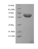 Greater than 90% as determined by SDS-PAGE.
