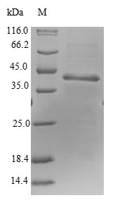 Greater than 90% as determined by SDS-PAGE.Recombinant Human Alba-Like Protein C9Orf23 (RPP25L) Protein (GST)