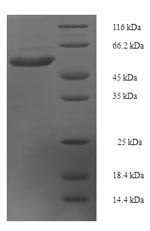 Greater than 90% as determined by SDS-PAGE.