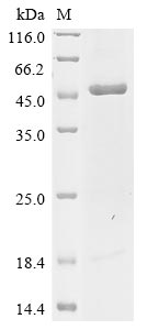 Greater than 85% as determined by SDS-PAGE.Recombinant Human Cyclic Gmp-Amp Synthase (CGAS) Protein (His)