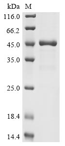 Greater than 85% as determined by SDS-PAGE.Recombinant Human Upf0565 Protein C2Orf69 (C2ORF69) Protein (His)