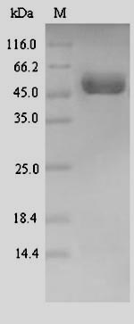 Greater than 90% as determined by SDS-PAGE.