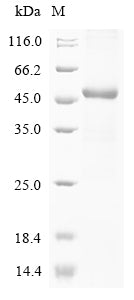 Greater than 85% as determined by SDS-PAGE.Recombinant Human Transient Receptor Potential Cation Channel Subfamily V Member 1 (TRPV1) Protein (His-GST)