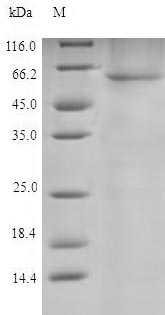 Greater than 90% as determined by SDS-PAGE.Recombinant Chinese Hamster Protein Disulfide-Isomerase (P4HB) Protein (His)