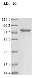 Greater than 85% as determined by SDS-PAGE.Recombinant Human Gasdermin-B (GSDMB) Protein (His&Myc)