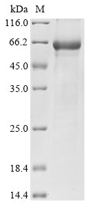 Greater than 85% as determined by SDS-PAGE.