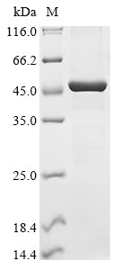 Greater than 90% as determined by SDS-PAGE.Recombinant Human Helicase Polq-Like (HELQ) Protein (His&Myc)