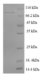 Greater than 90% as determined by SDS-PAGE.
