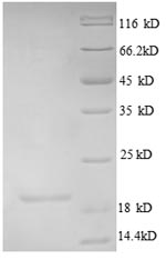 Greater than 90% as determined by SDS-PAGE.