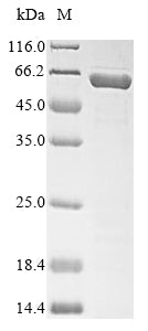 Greater than 85% as determined by SDS-PAGE.Recombinant Mouse Serine Protease Inhibitor A3N (SERPINA3N) Protein (His-SUMO)