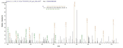 Based on the SEQUEST from database of E.coli host and target protein, the LC-MS/MS Analysis result of this product could indicate that this peptide derived from E.coli-expressed Mus musculus (Mouse) Serpina3n.Recombinant Mouse Serine Protease Inhibitor A3N (SERPINA3N) Protein (His-SUMO)