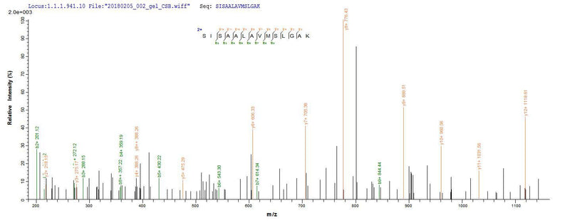 Based on the SEQUEST from database of E.coli host and target protein, the LC-MS/MS Analysis result of this product could indicate that this peptide derived from E.coli-expressed Mus musculus (Mouse) Serpina3n.Recombinant Mouse Serine Protease Inhibitor A3N (SERPINA3N) Protein (His-SUMO)