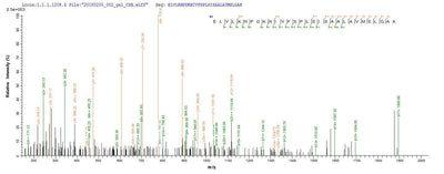 Based on the SEQUEST from database of E.coli host and target protein, the LC-MS/MS Analysis result of this product could indicate that this peptide derived from E.coli-expressed Mus musculus (Mouse) Serpina3n.Recombinant Mouse Serine Protease Inhibitor A3N (SERPINA3N) Protein (His-SUMO)
