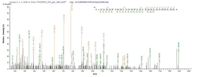 Based on the SEQUEST from database of E.coli host and target protein, the LC-MS/MS Analysis result of this product could indicate that this peptide derived from E.coli-expressed Mus musculus (Mouse) Serpina3n.Recombinant Mouse Serine Protease Inhibitor A3N (SERPINA3N) Protein (His-SUMO)