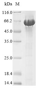 Greater than 90% as determined by SDS-PAGE.Recombinant Mouse Serine Protease Inhibitor A3N (SERPINA3N) Protein (His-SUMO)