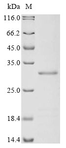 Greater than 85% as determined by SDS-PAGE.Recombinant Oncorhynchus Mykiss Vitellogenin (VTG1) Protein (His-KSI)